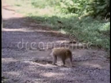 一群猴子在砾石路上行走